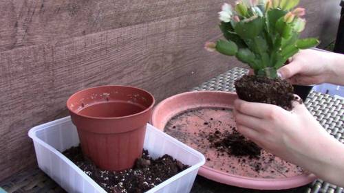 Christmas cactus loves to stay root-bound