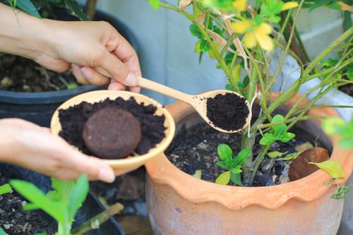 Cheap Gardening Tricks Every Gardener Should Know 99