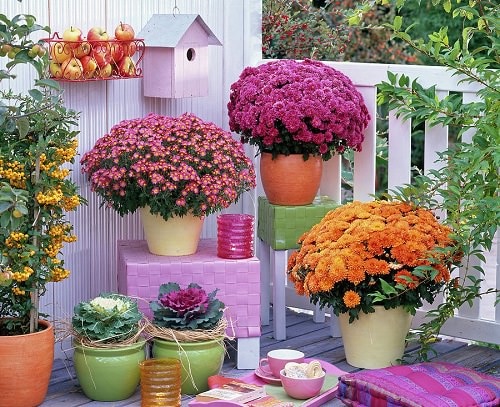 Balcony with Chrysanthemum and Other Fall Plants
