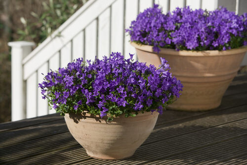 Stunning Varieties of Purple Flowers near staircase