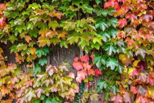 Fall Foliage Plants 4