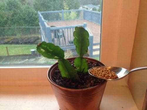 he right feeding schedule is crucial for the plant to bloom during Christmas