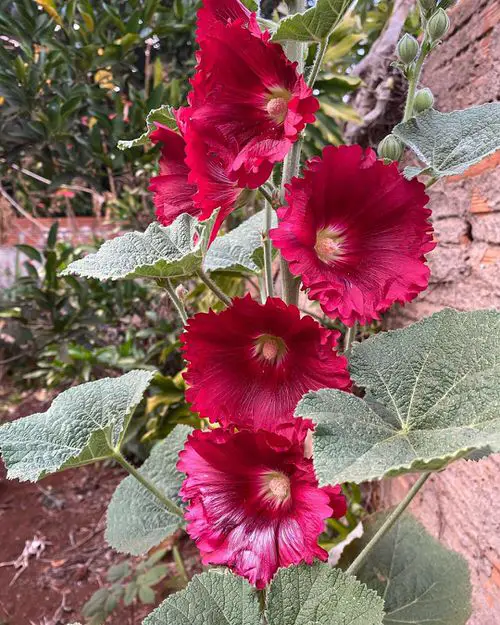 Flowers that Start with H #7