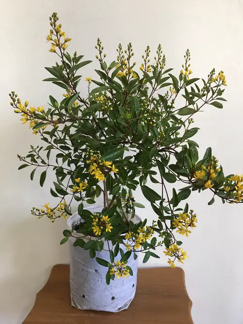 amazing Houseplants that are Literally Fragrant Air Fresheners