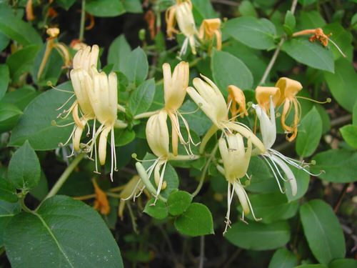 Flowers that Start with H #8