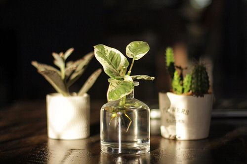Pothos Varieties 4