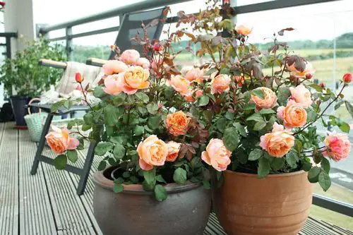Fall Balcony Garden Roses at Bloom