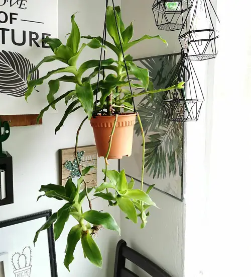 best Houseplants that are Literally Fragrant Air Fresheners