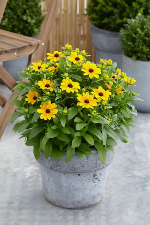 Plants Bee-Attractive 3
