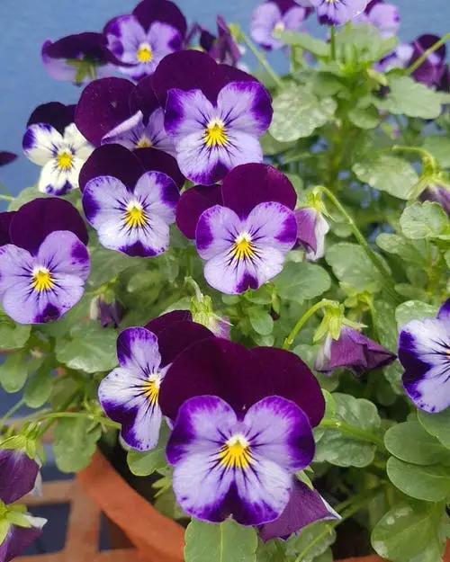 Flowers that Start with H #9
