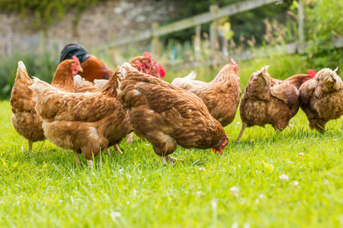 Uses of Chickens in the Garden 5