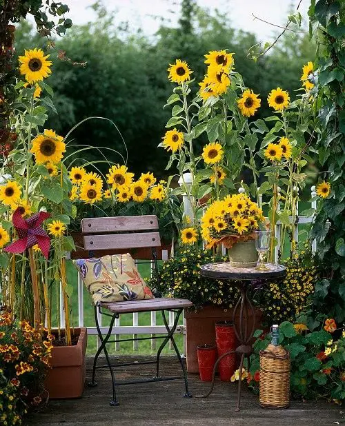 Sunflowers Galore