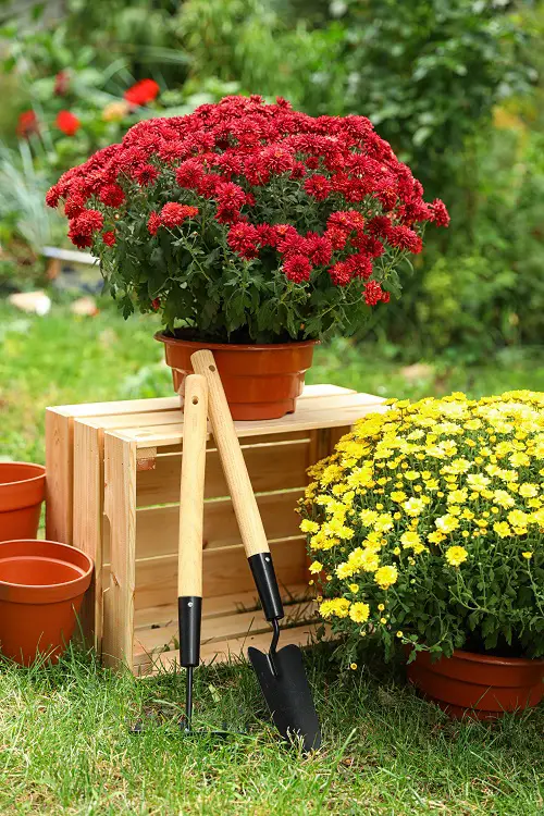 Additional Tips for Growing Mums in Pots