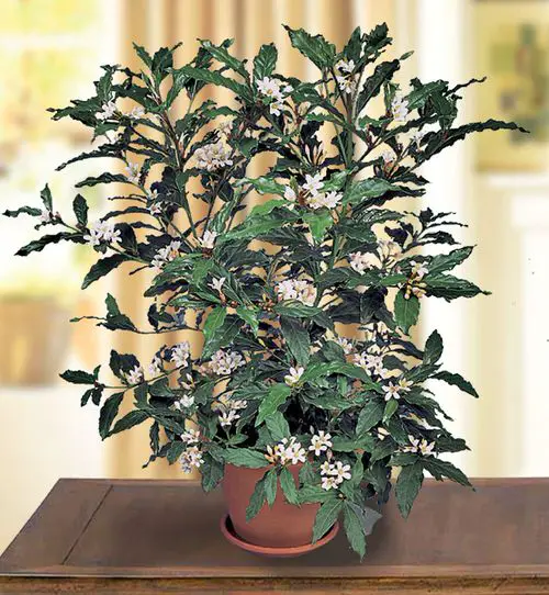best  Houseplants that are Literally Fragrant Air Fresheners