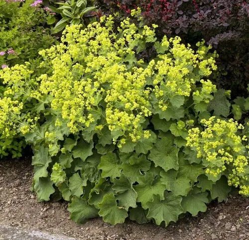Amazing Flowers that Start with A 2