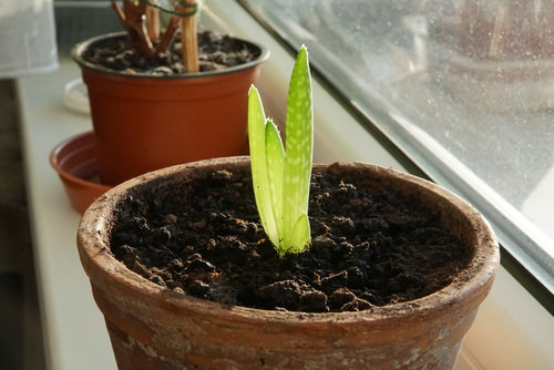 Indoor Plants that Grow from Leaves 6