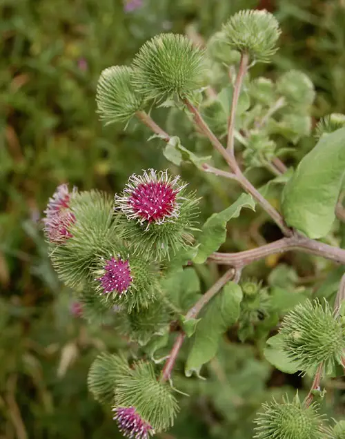 top Blooms that begin with the letter B
