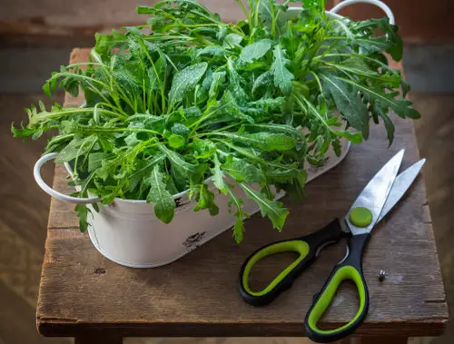 top Vegetables to Plant in Late Summer in Containers