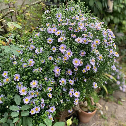 Best Fall Flowers 6