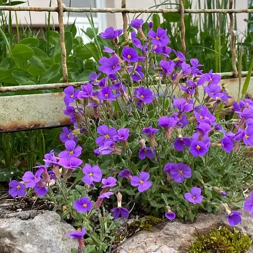 best Beautiful Purple Flowers With Yellow Center