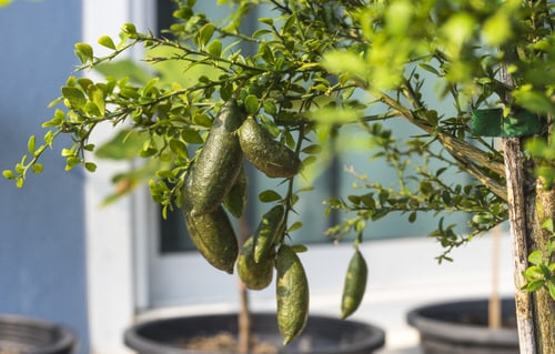 Trees of Citrus for Containers