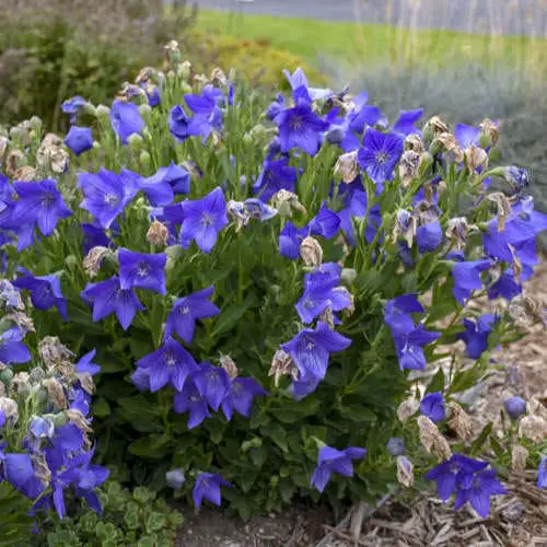 Best Fall Flowers 7