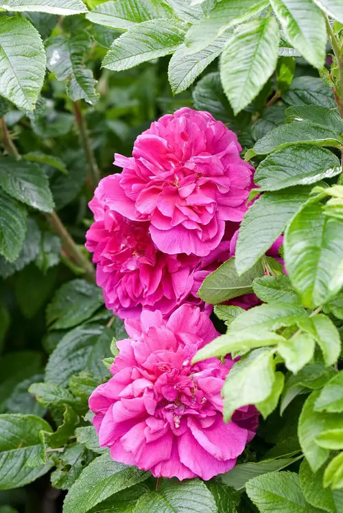 lovely flower starting with the letter B
