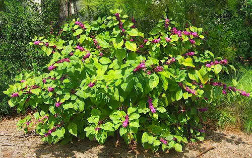 best Native Florida Plants and Trees