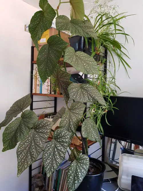 Houseplants that Love to Climb 3
