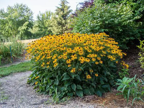 Best Fall Flowers 5