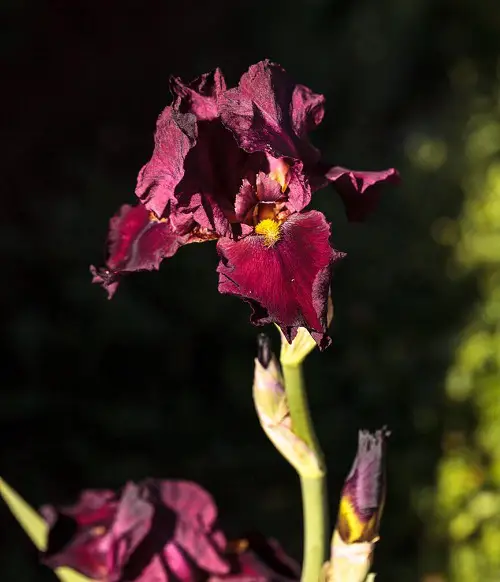 flower starting with the letter B