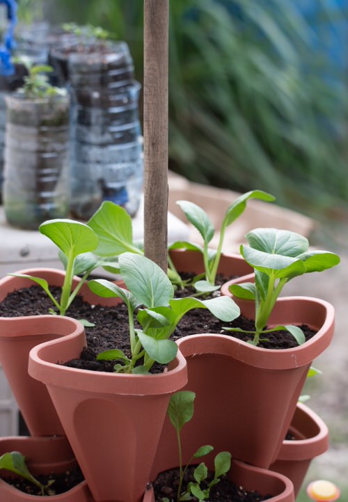 amazingVegetables to Plant in Late Summer in Containers