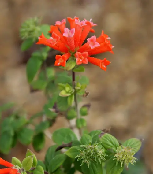 top flower starting with the letter B