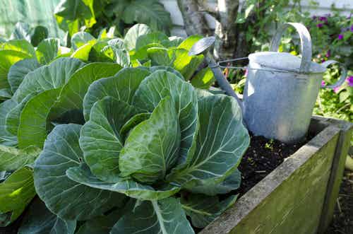 Grow a Container Vegetable Garden Rich in Vitamin C