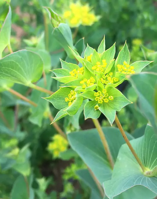 Blooms that begin with the letter B