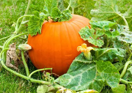 Different Types of Pumpkin Varieties 31