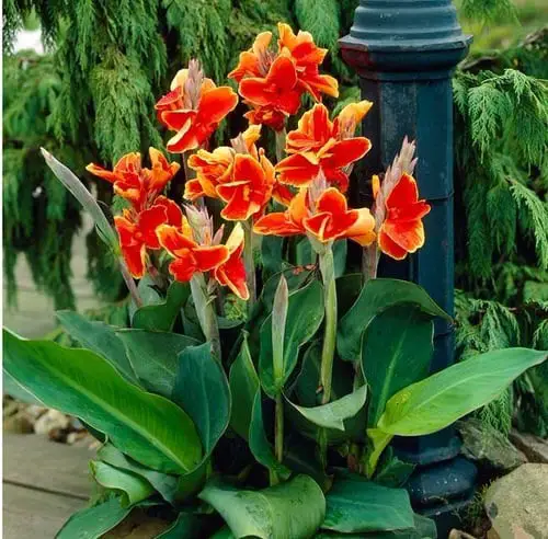 Best Fall Flowers 8