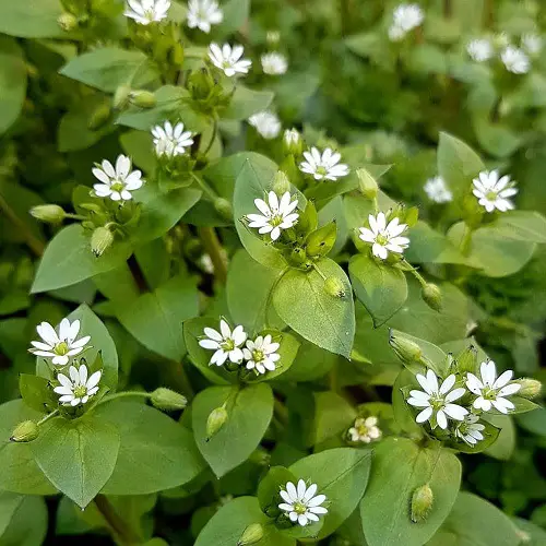Best Edible Weeds You Didn't Know You Could Eat