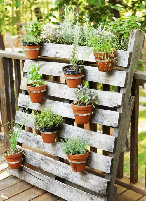 Choosing a Pot for Growing Herbs