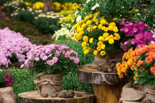 Best Fall Flowers 4