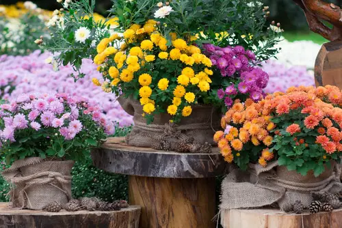 Why Chrysanthemums Bloom in Fall