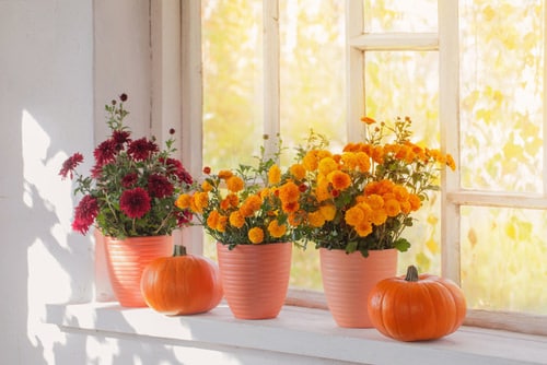 How to Grow Chrysanthemums in Pots