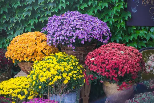 Chrysanthemums Species and Varieties