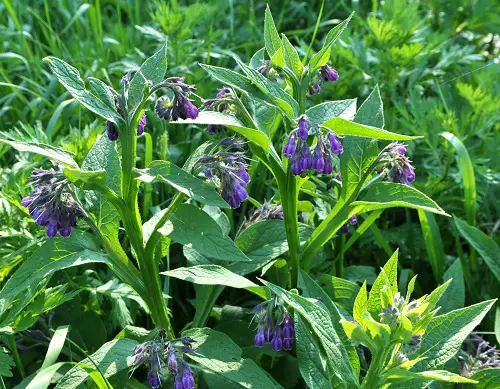 beatiful Best Edible Weeds You Didn't Know You Could Eat