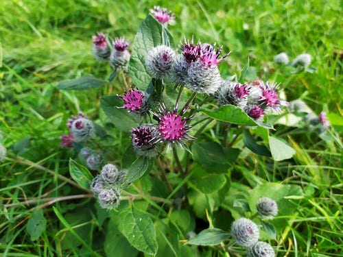 Edible Weeds You Were Aware You Could Eat