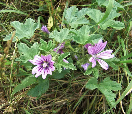 Amazing Edible Weeds You Didn't Know You Could Eat