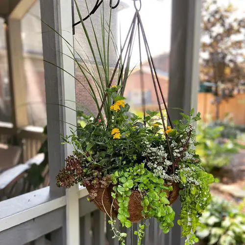 The Greatest Perennials to Trail for Hanging Baskets