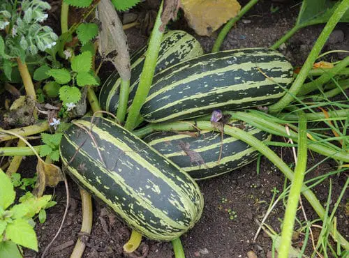 Vegetables that Start with 'Z' 1