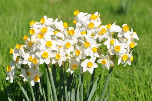 top Flowers that Start with 'D'
