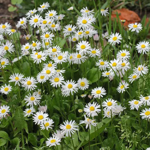 Flowers that Start with D